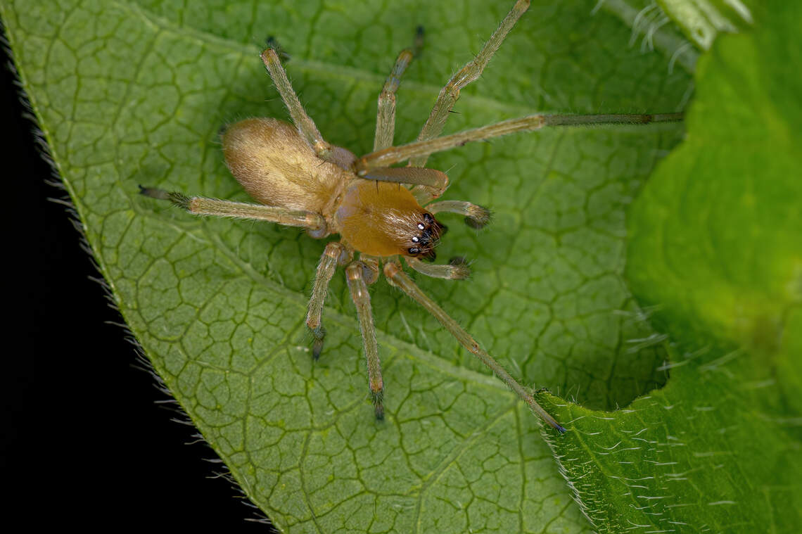 Kansas has 3 types of venomous spiders. How to identify them Wichita
